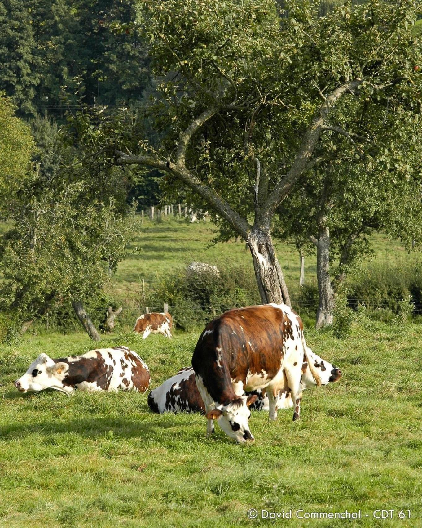 Gite "Le Refuge" Dans Un Domaine De 7Ha Au Calme Vimoutiers ภายนอก รูปภาพ