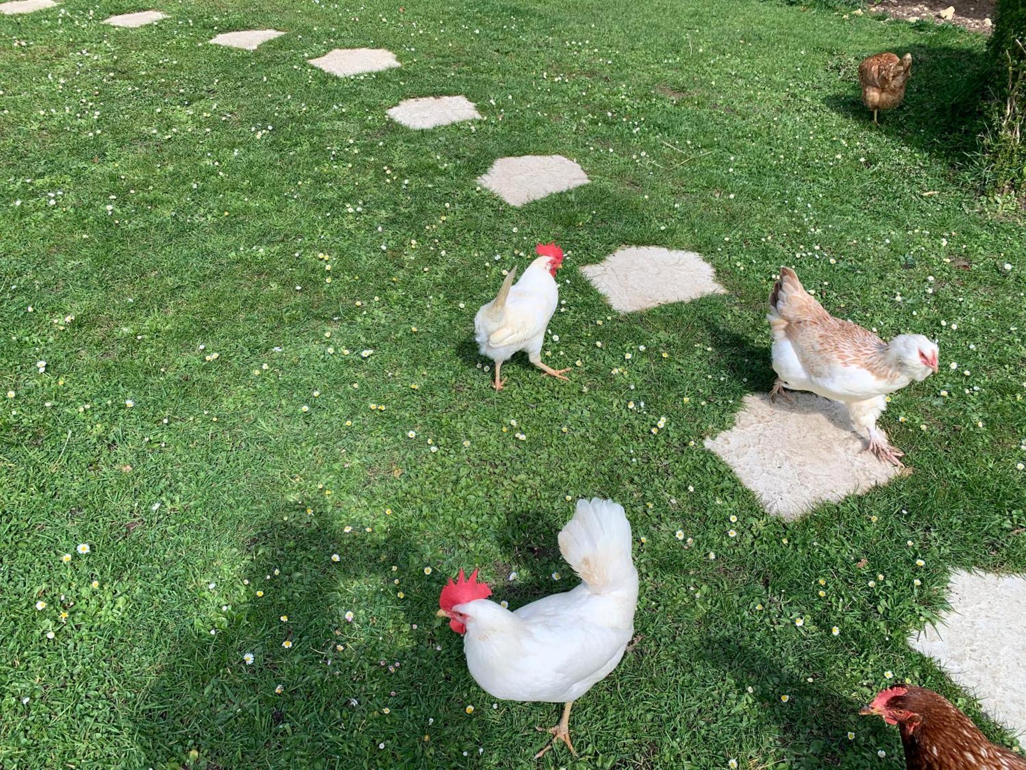 Gite "Le Refuge" Dans Un Domaine De 7Ha Au Calme Vimoutiers ภายนอก รูปภาพ